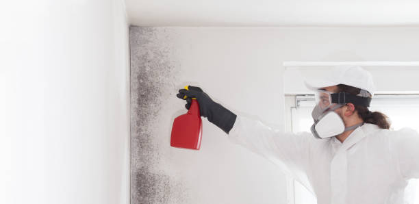 Best Mold Testing and Inspection Services in Imperial, NE