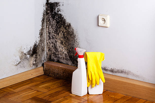 Best Mold Remediation for Specific Building Types in Imperial, NE